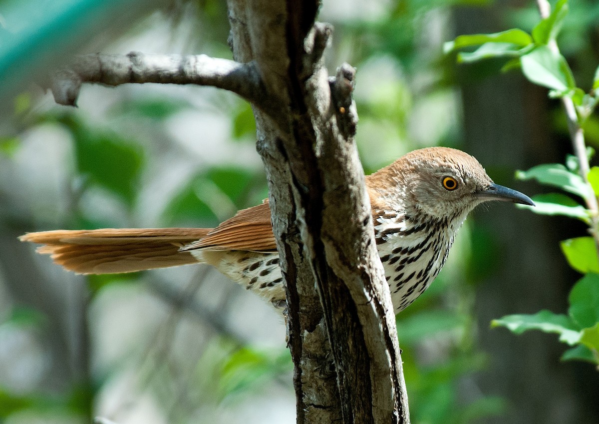 Brown Thrasher - ML383935141