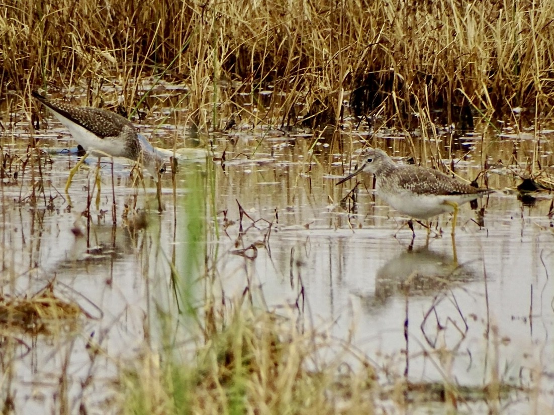 Greater Yellowlegs - ML383935481