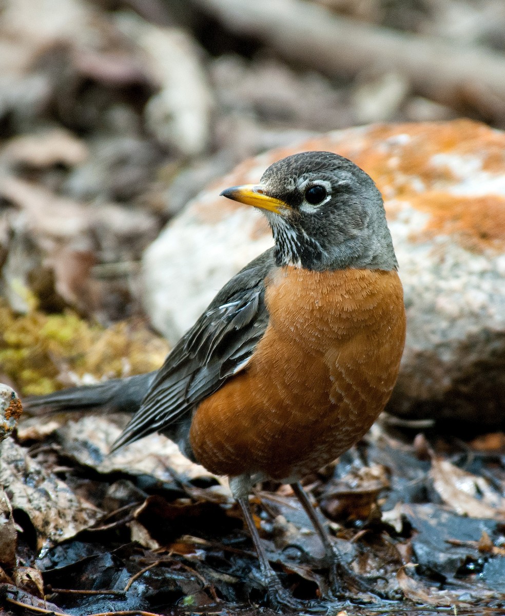 American Robin - Bob Martinka