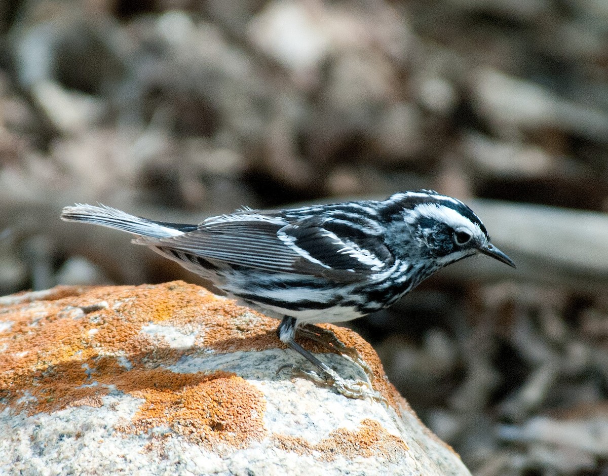 Black-and-white Warbler - Bob Martinka