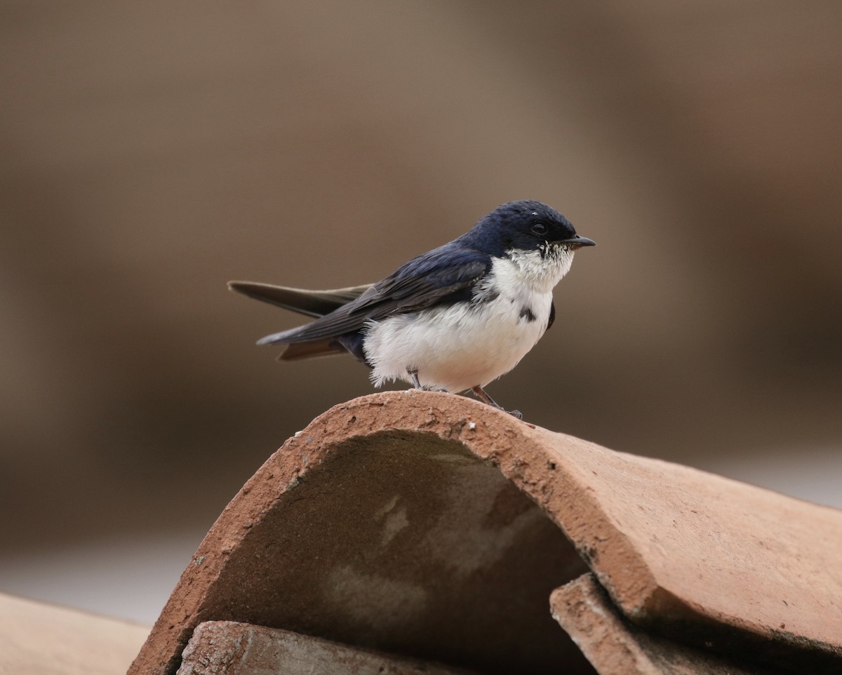 Blue-and-white Swallow - ML383937491