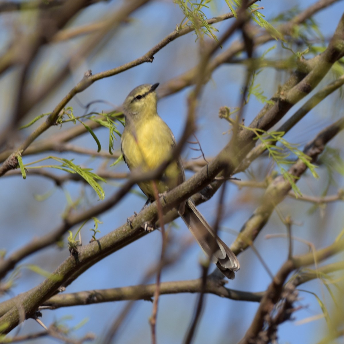 Greater Wagtail-Tyrant - ML383937561