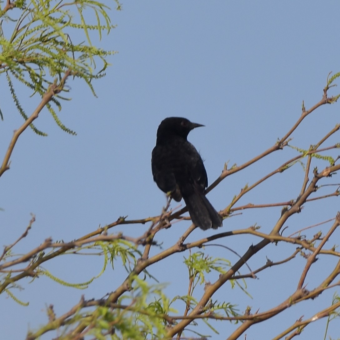 Variable Oriole - ML383937771