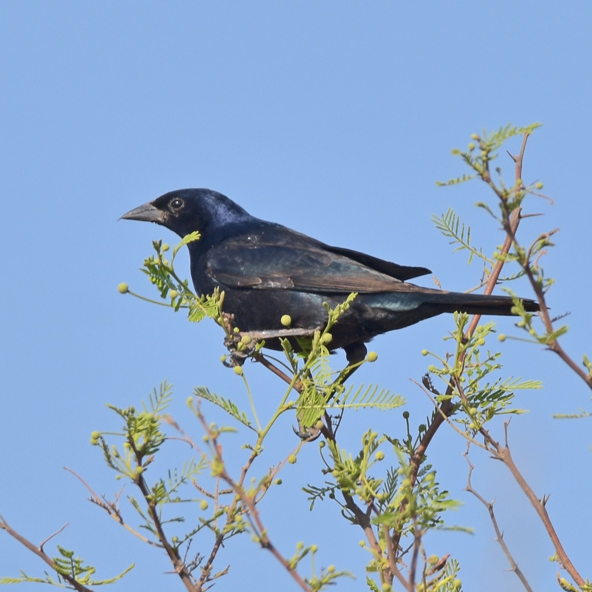 Shiny Cowbird - ML383937861