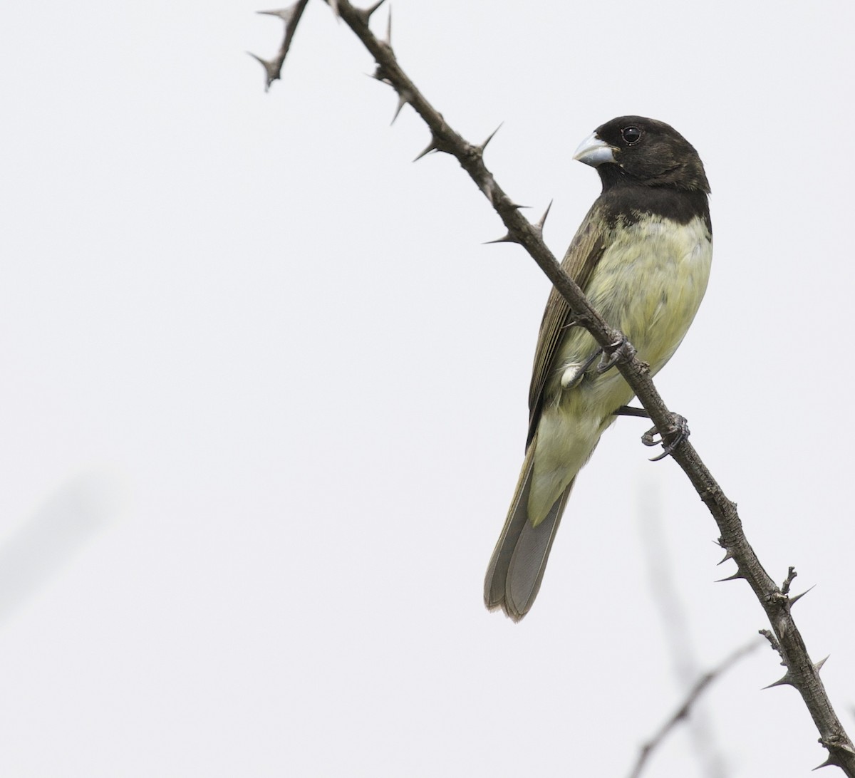 Yellow-bellied Seedeater - ML383937891