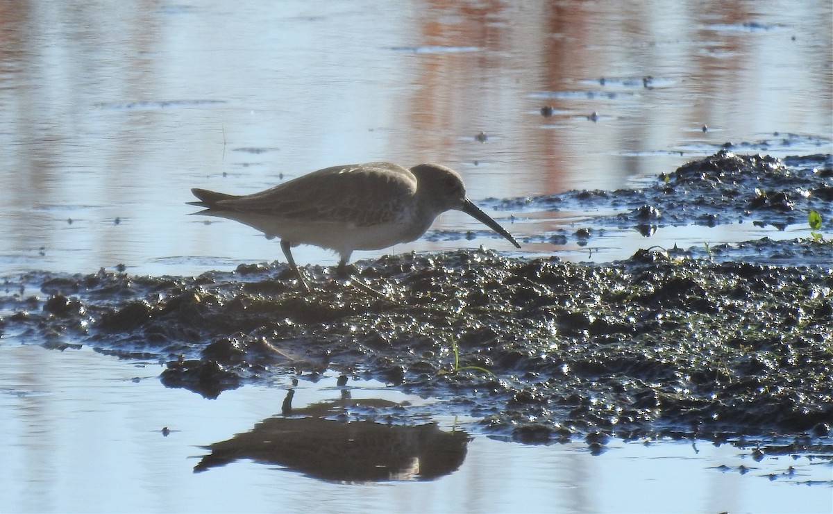 Dunlin - ML383937921