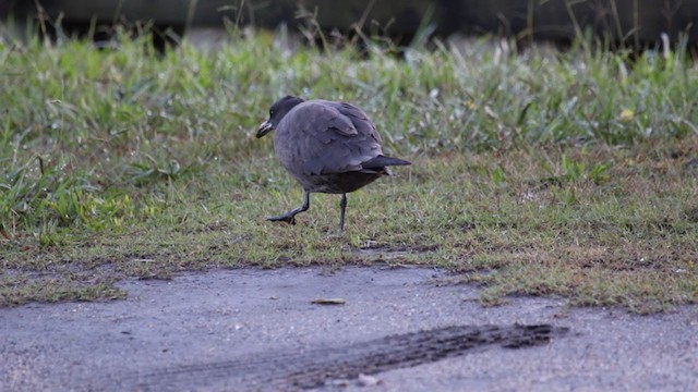 Heermann's Gull - ML383939271