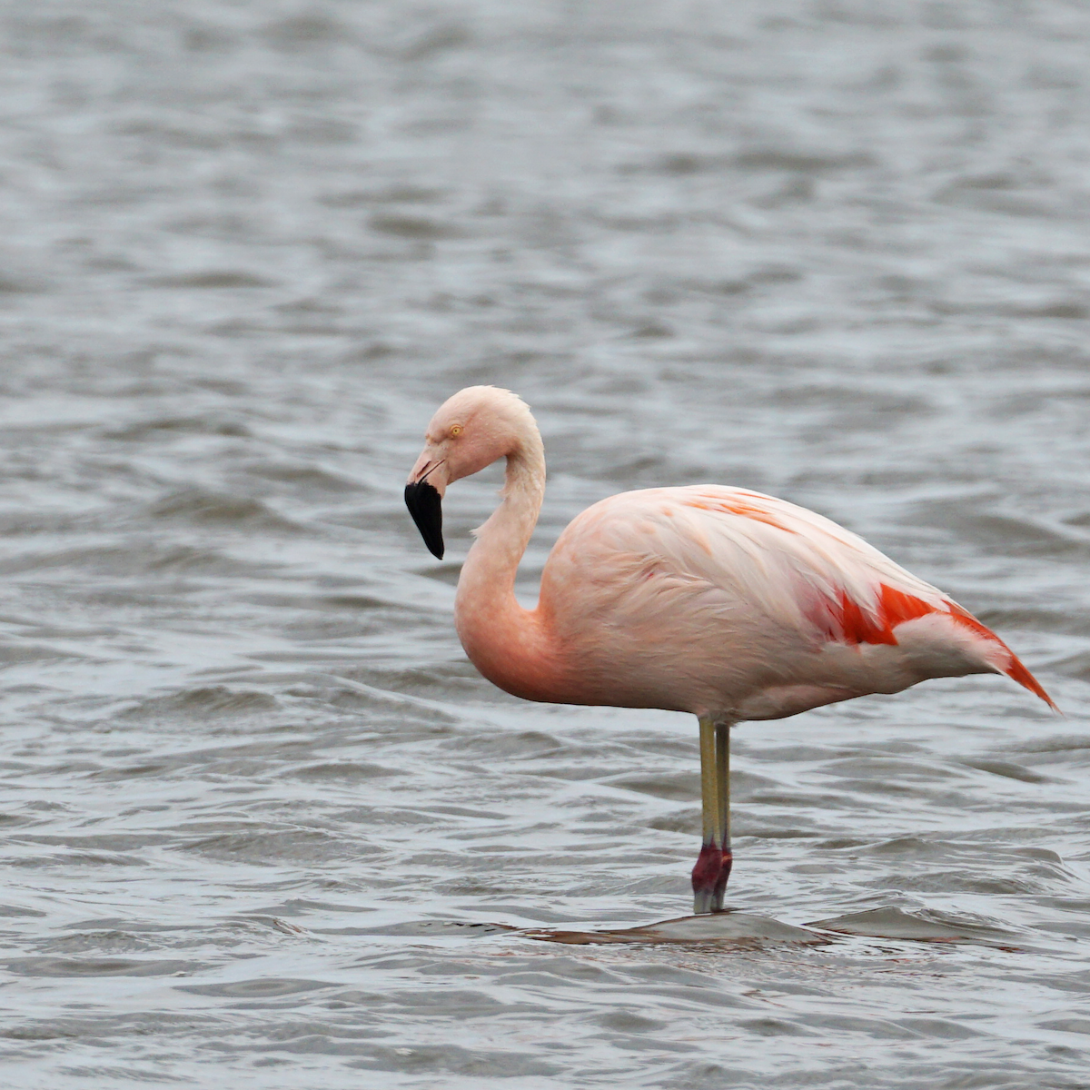 Chilean Flamingo - ML383939361
