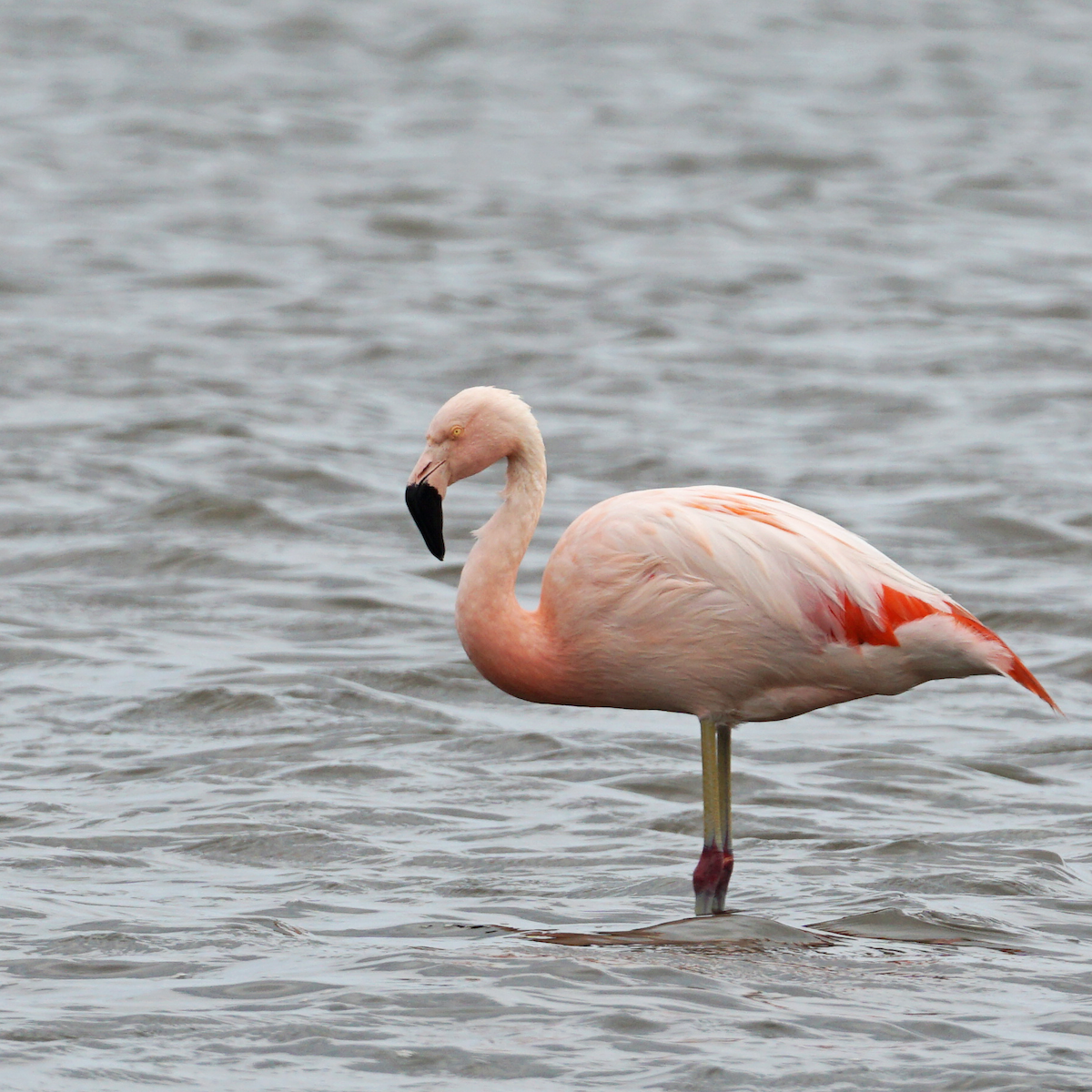 Chileflamingo - ML383939361