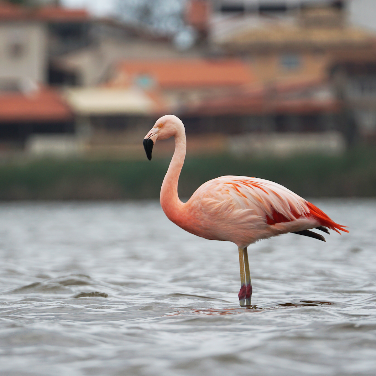 Chilean Flamingo - ML383939431
