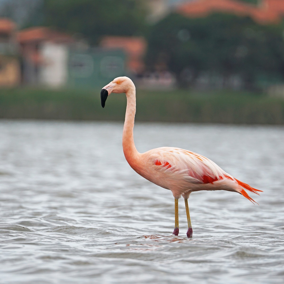 Chilean Flamingo - ML383939651