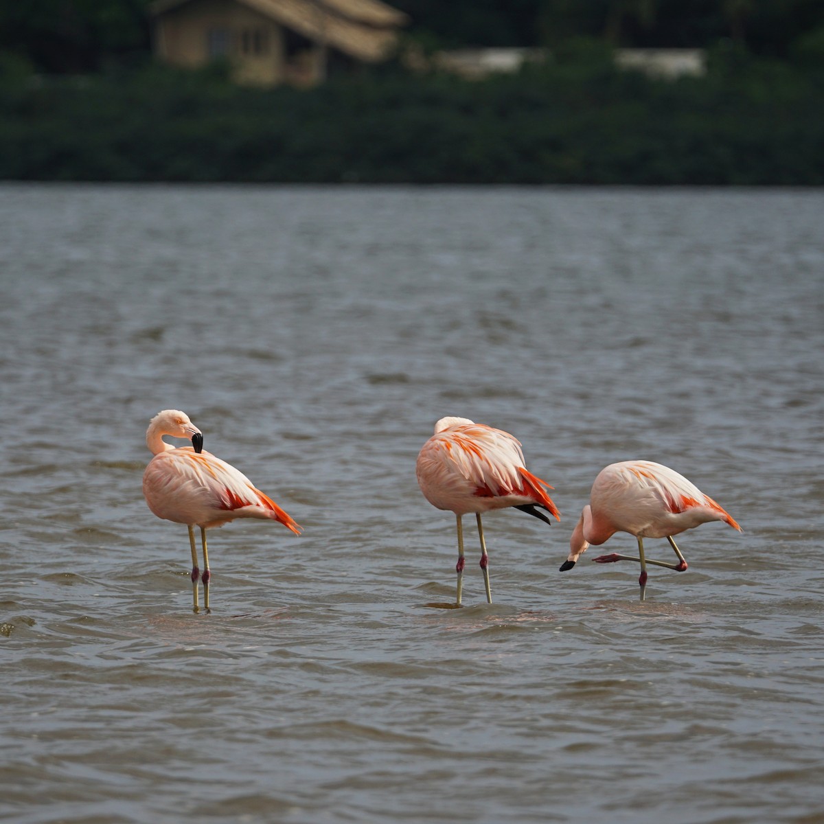 Chilean Flamingo - ML383939661