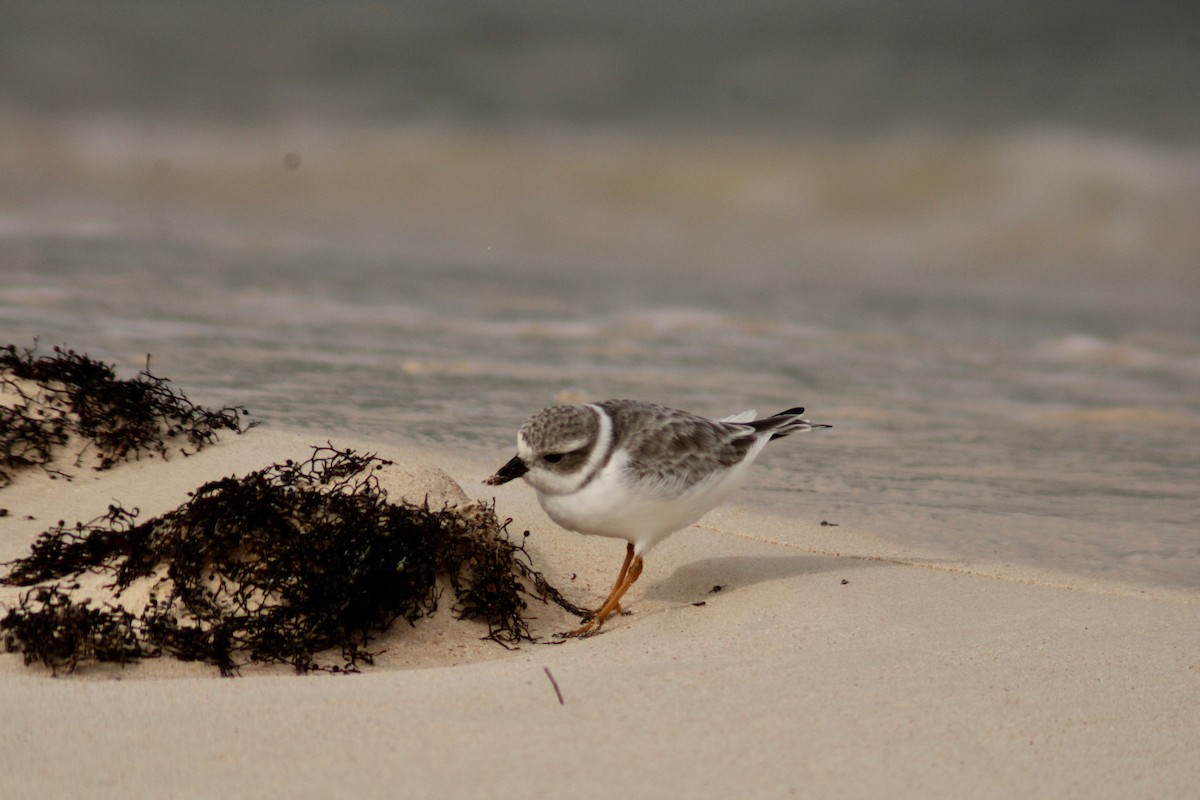 Piping Plover - ML383939931
