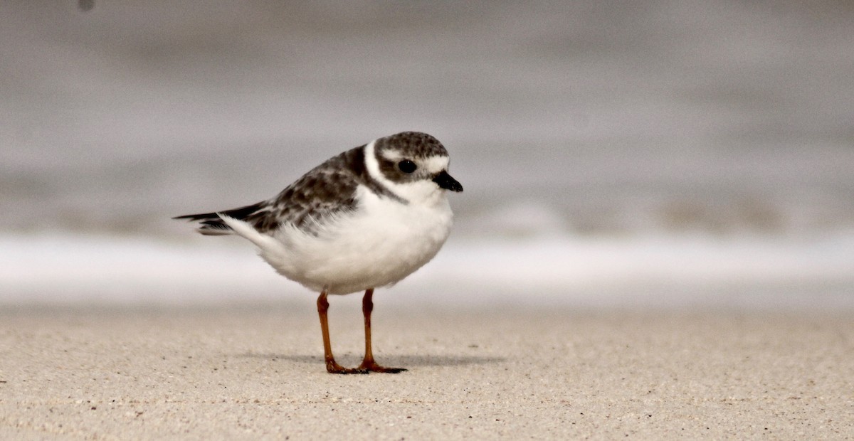 Piping Plover - ML383939941