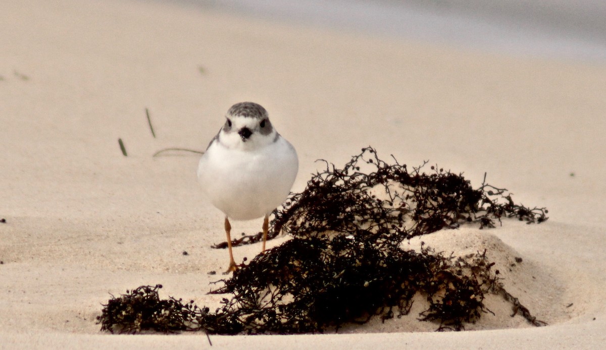 Piping Plover - ML383939961