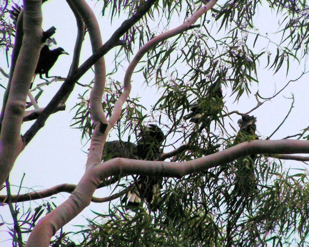 Carnaby's Black-Cockatoo - ML383941451
