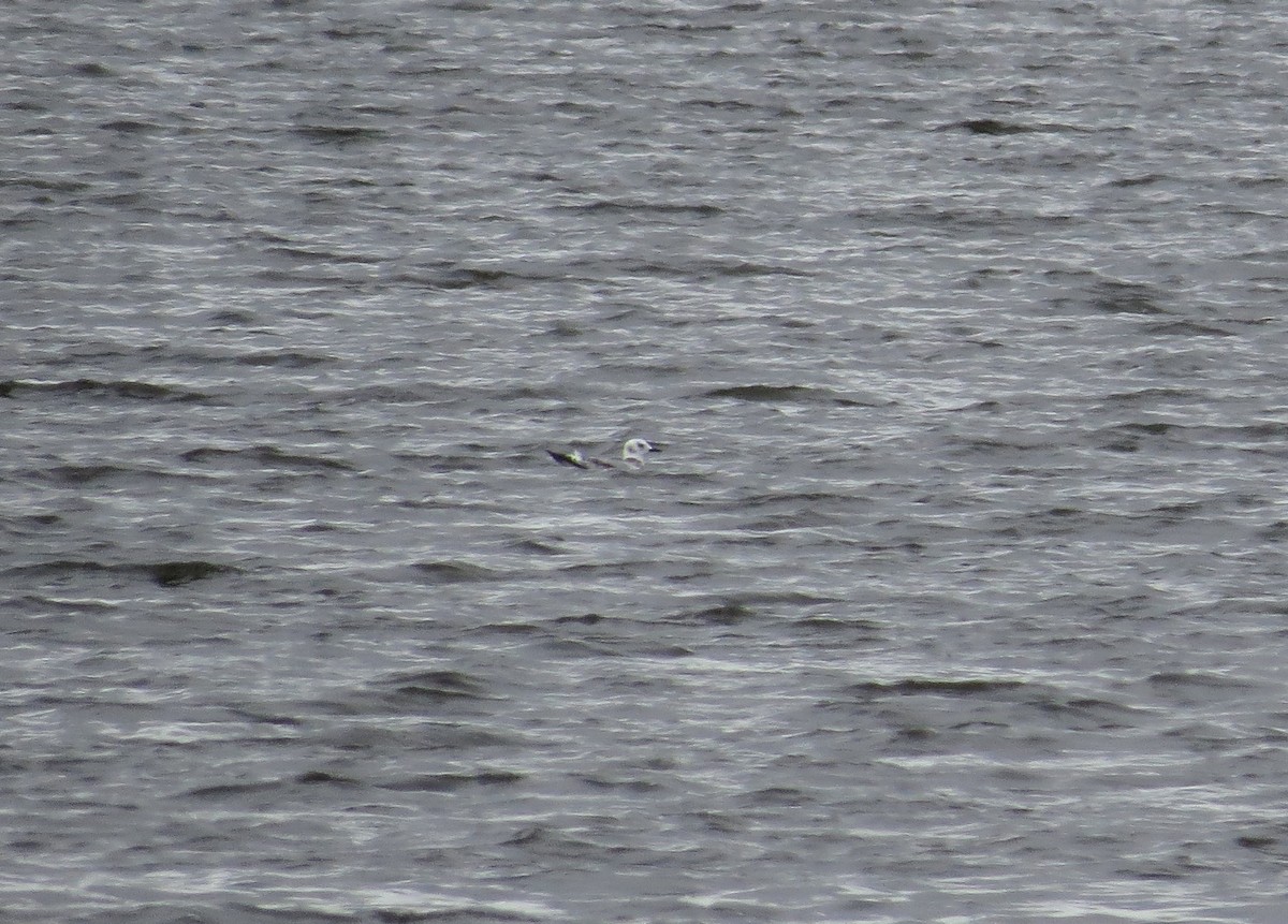 Black-legged Kittiwake - ML383942311