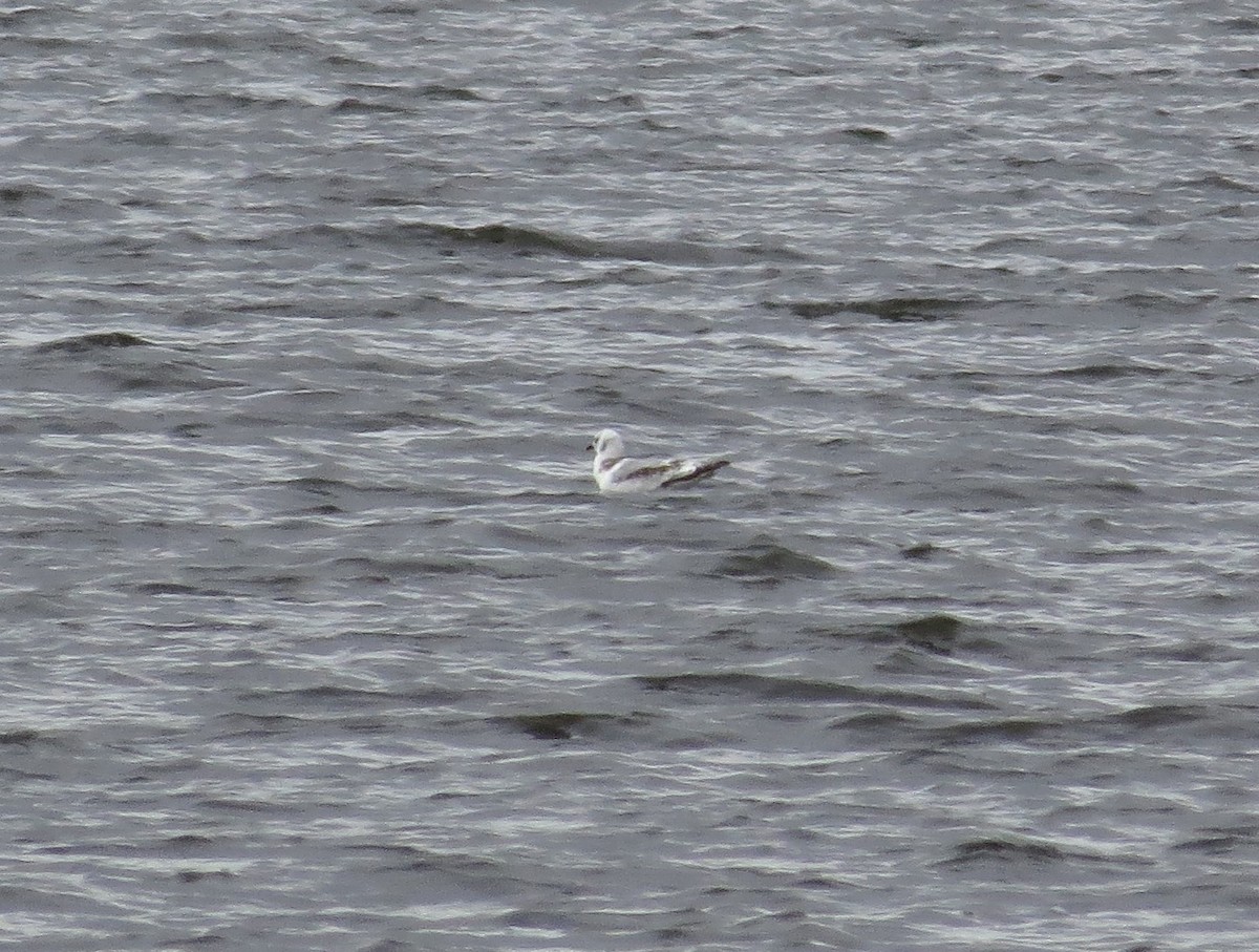 Gaviota Tridáctila - ML383942331