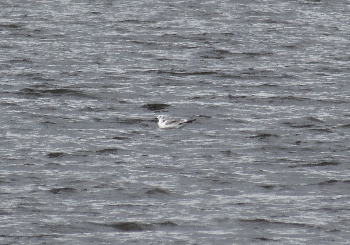 Black-legged Kittiwake - ML383942341