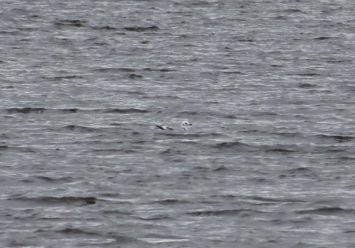 Black-legged Kittiwake - Brian Wulker