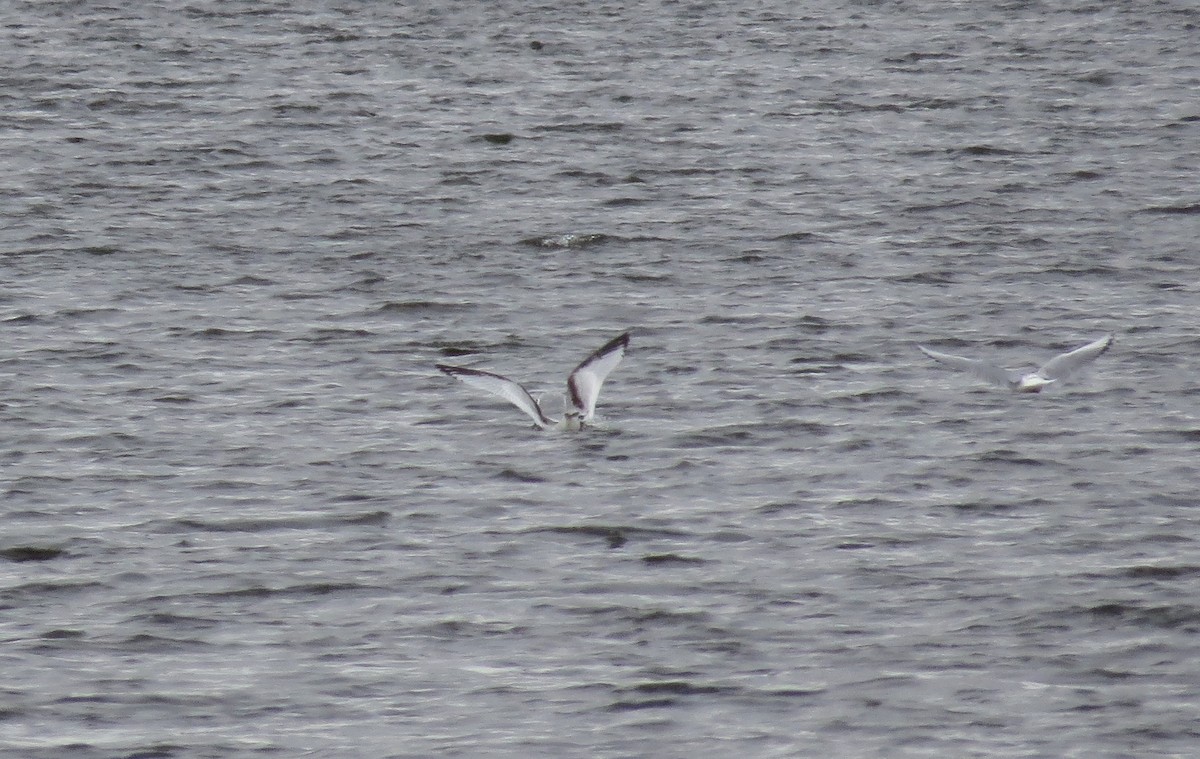 Gaviota Tridáctila - ML383942361