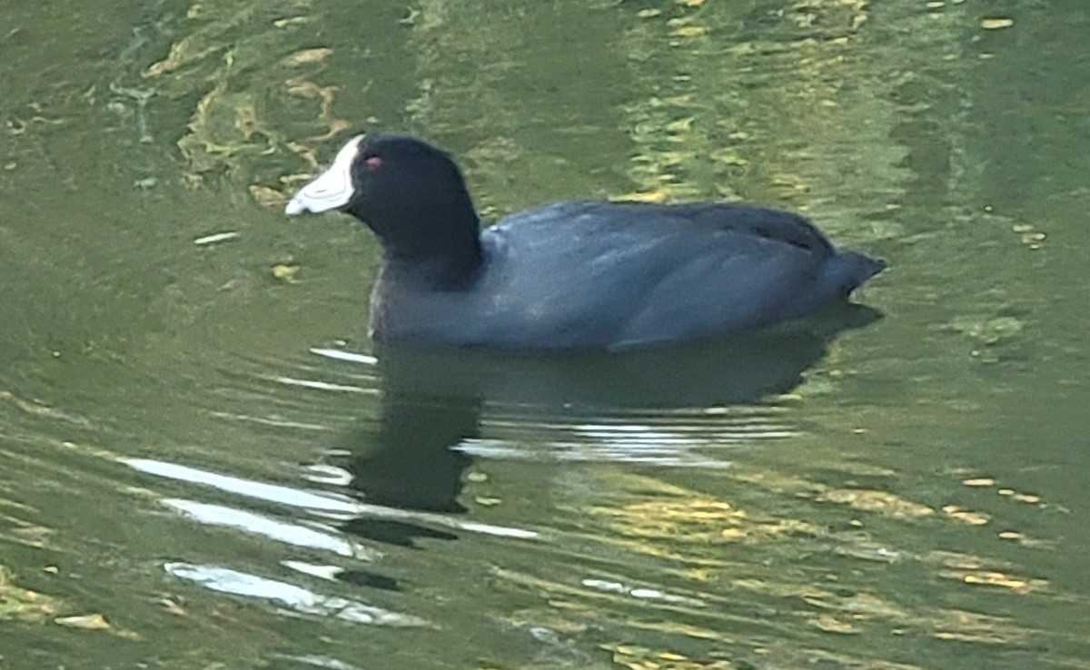 American Coot - Sarron Itliong