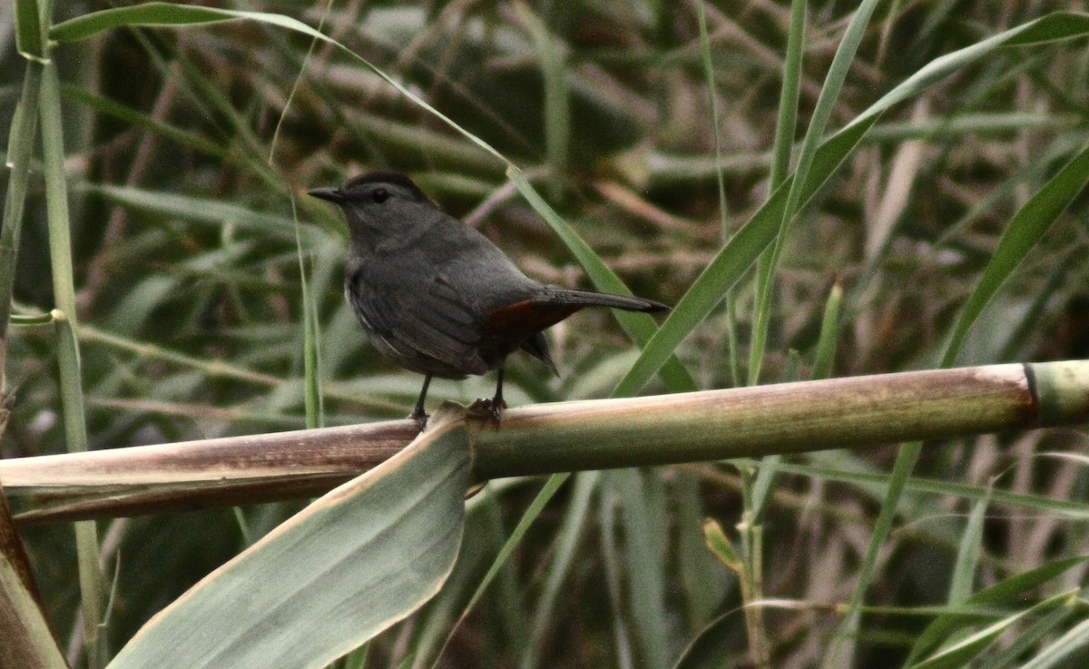 Gray Catbird - ML383942911