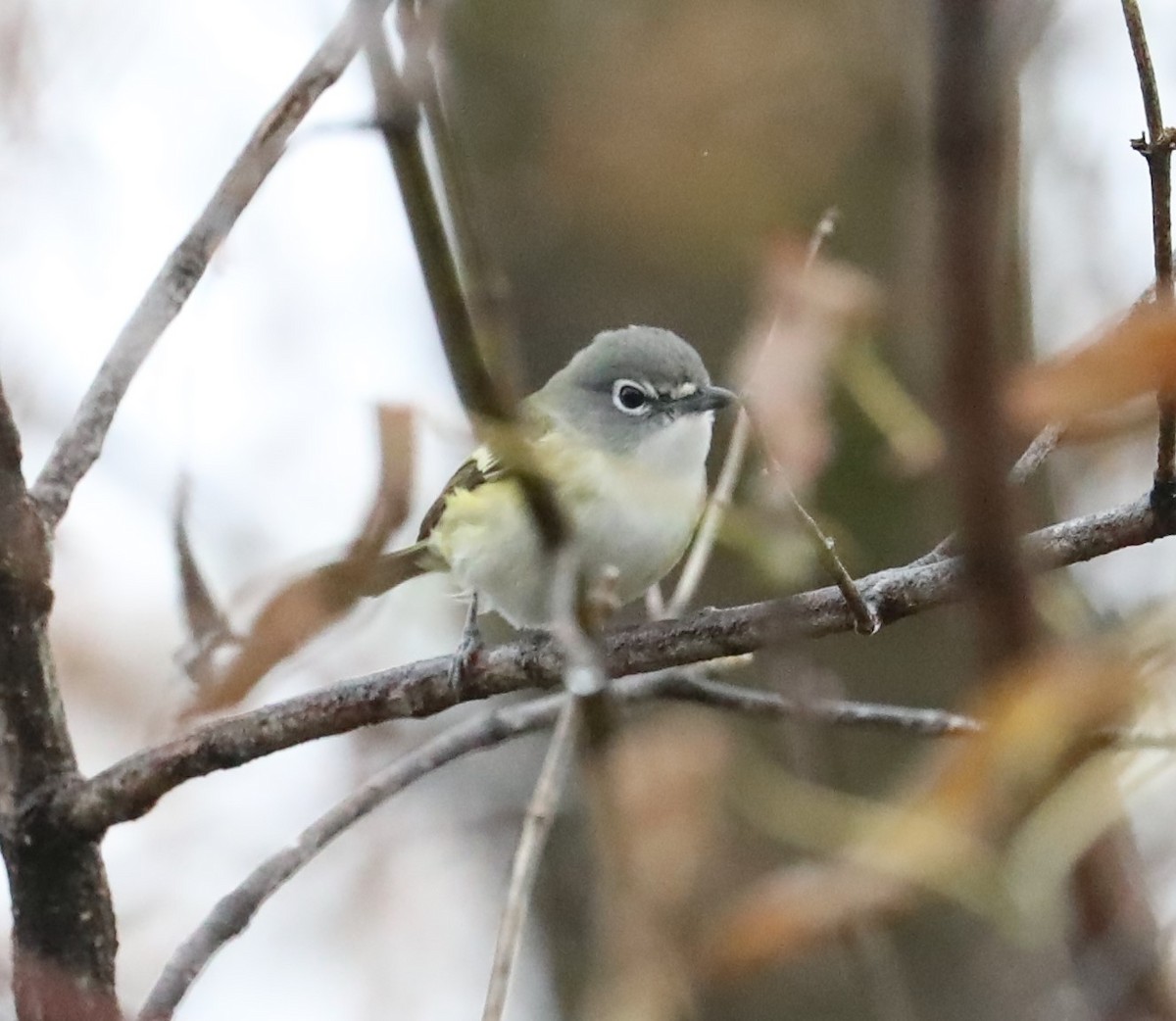 Blue-headed Vireo - ML383945091