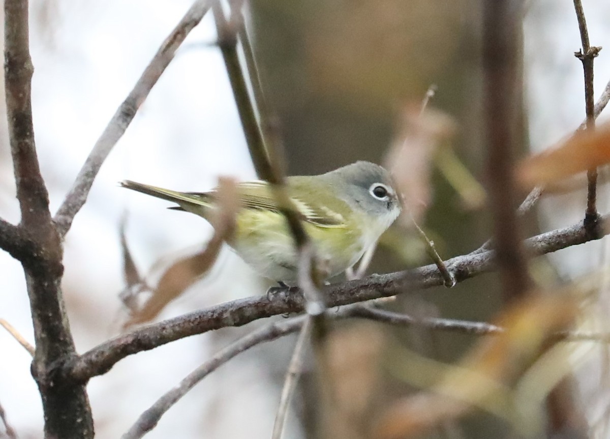 Vireo Solitario - ML383945101