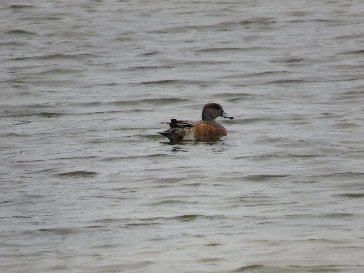 American Wigeon - ML383945671