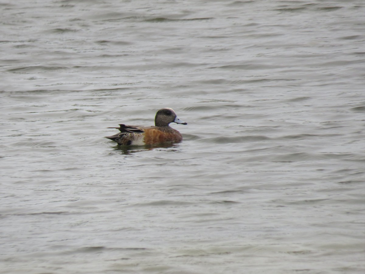 American Wigeon - ML383945691