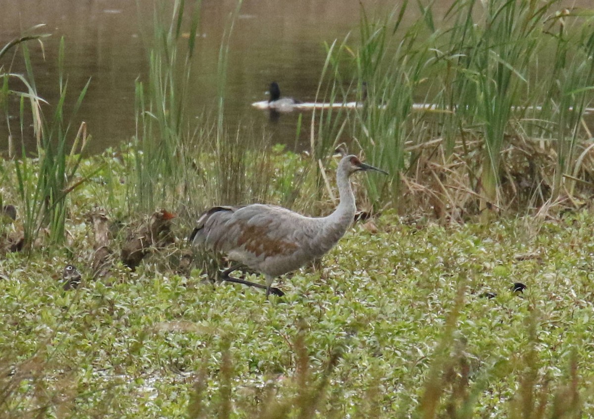 Sandhill Crane - ML383945751