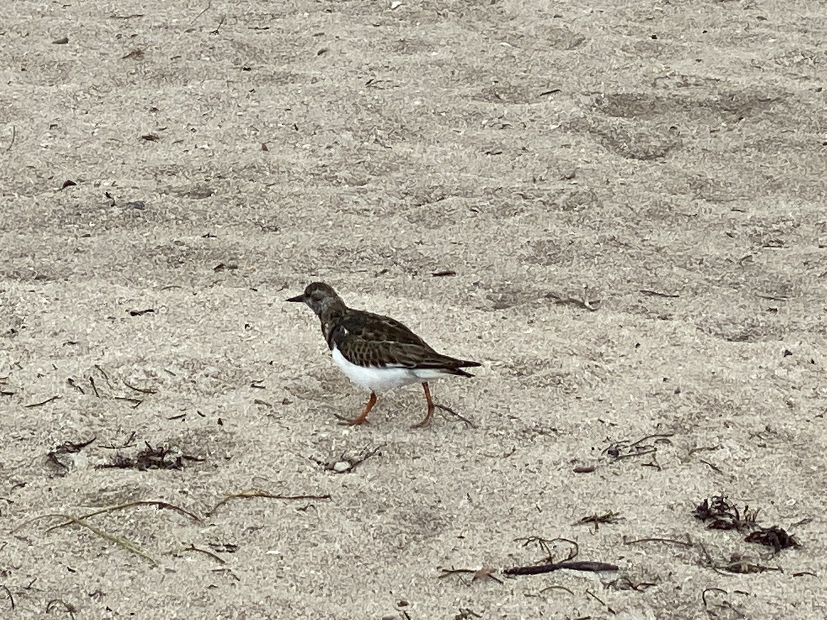 Ruddy Turnstone - ML383946051