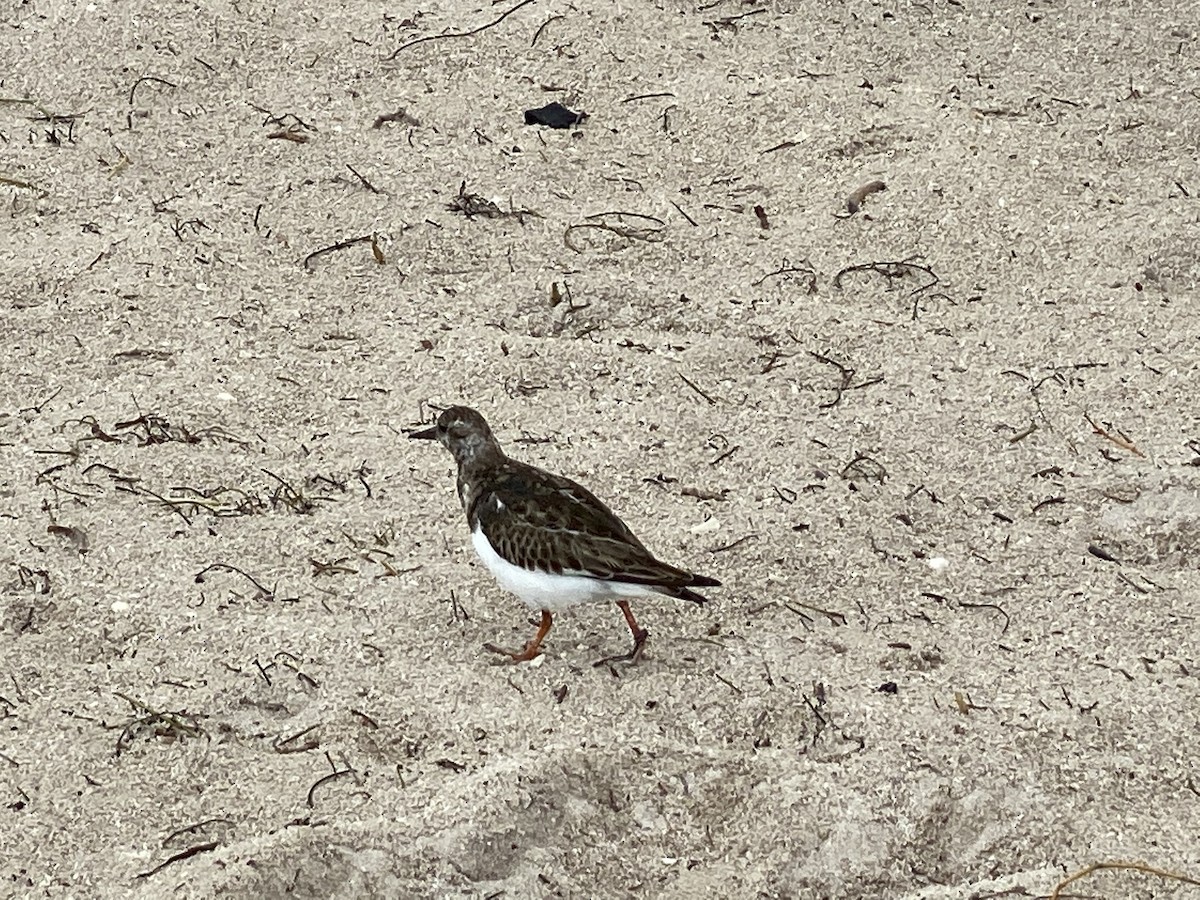 Ruddy Turnstone - ML383946071