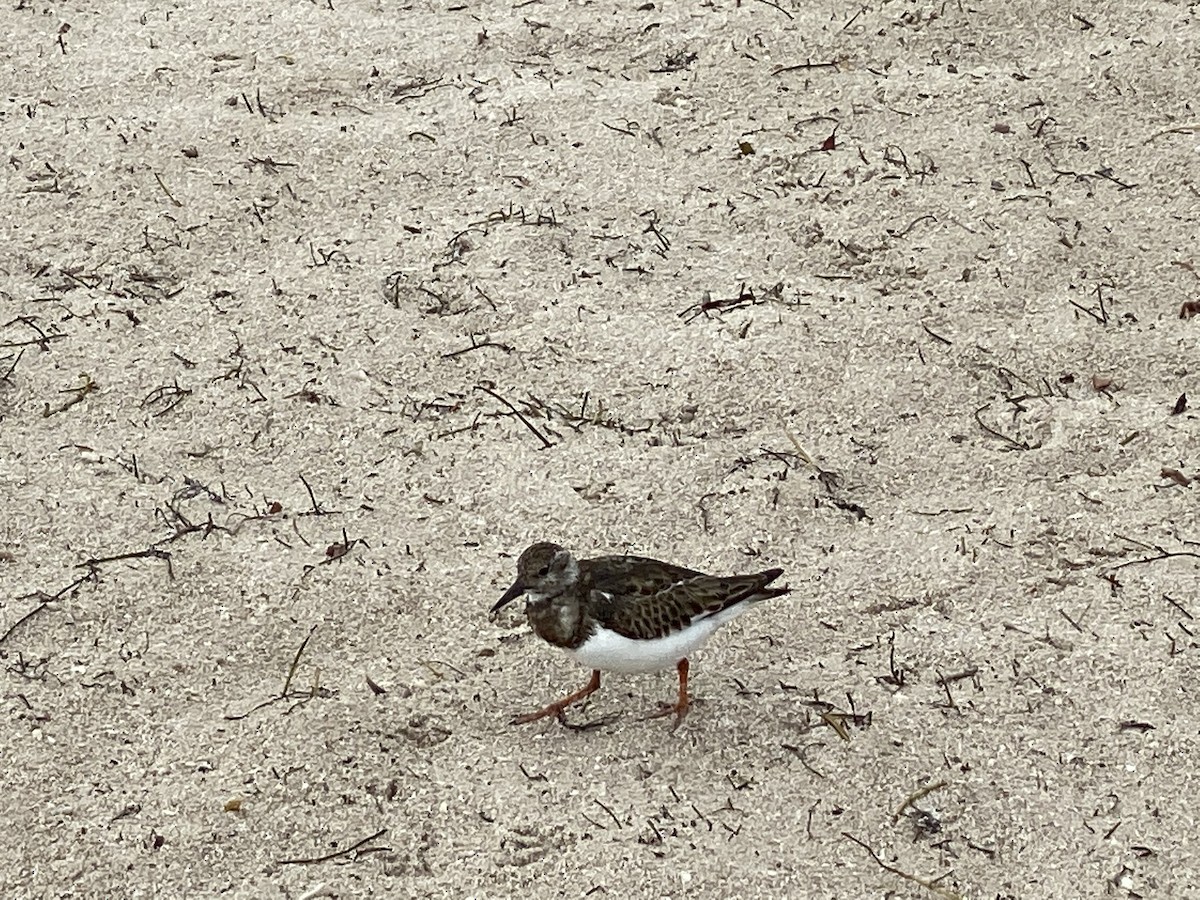 Ruddy Turnstone - Freddy Parrales