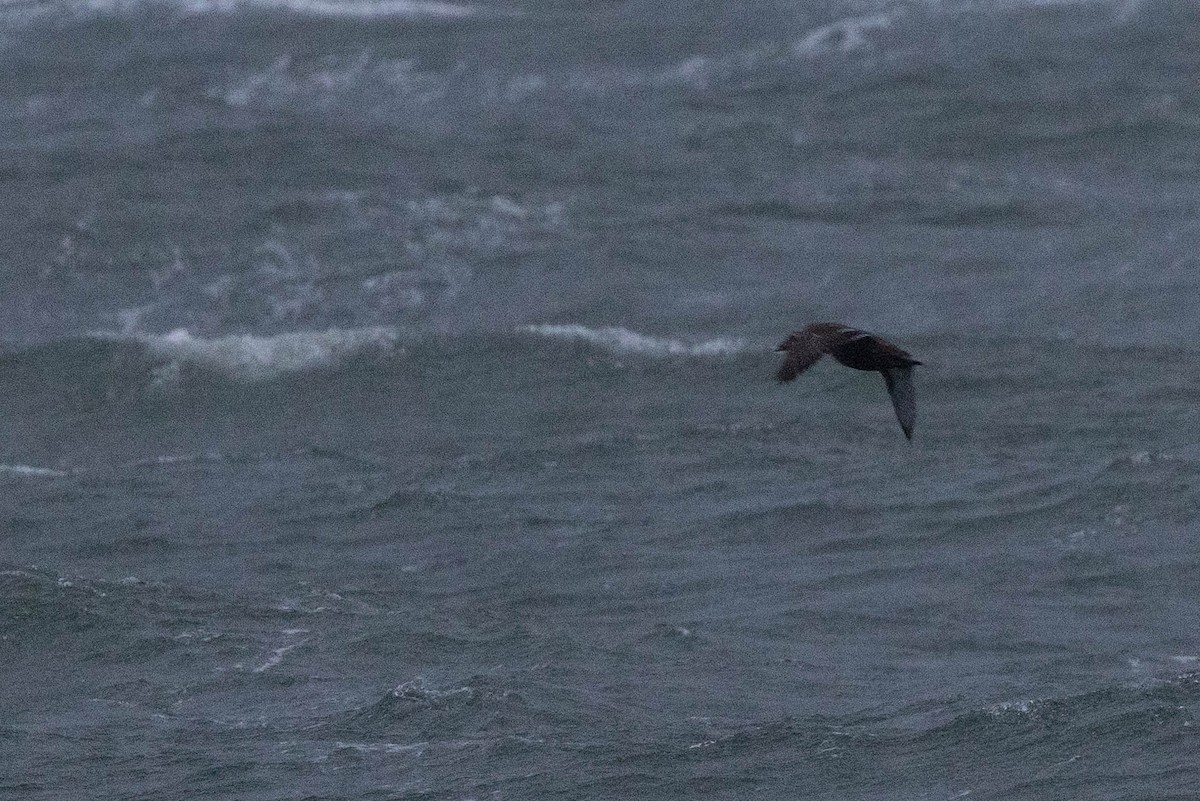 Common Eider - ML383947581