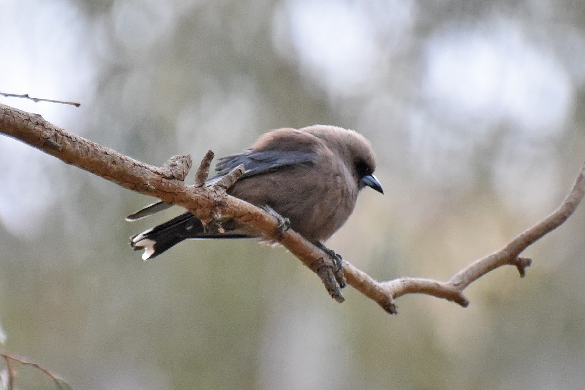 Dusky Woodswallow - Christopher Brown