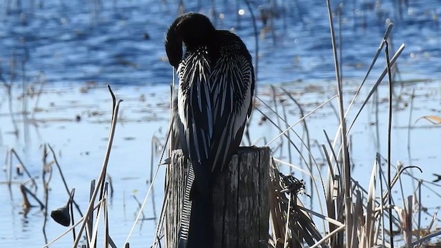 anhinga americká - ML383948731