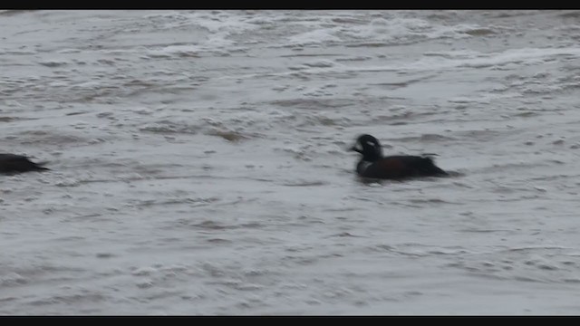 Harlequin Duck - ML383950291