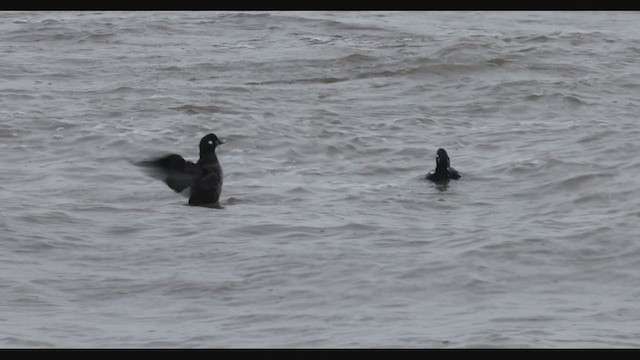 Harlequin Duck - ML383950471