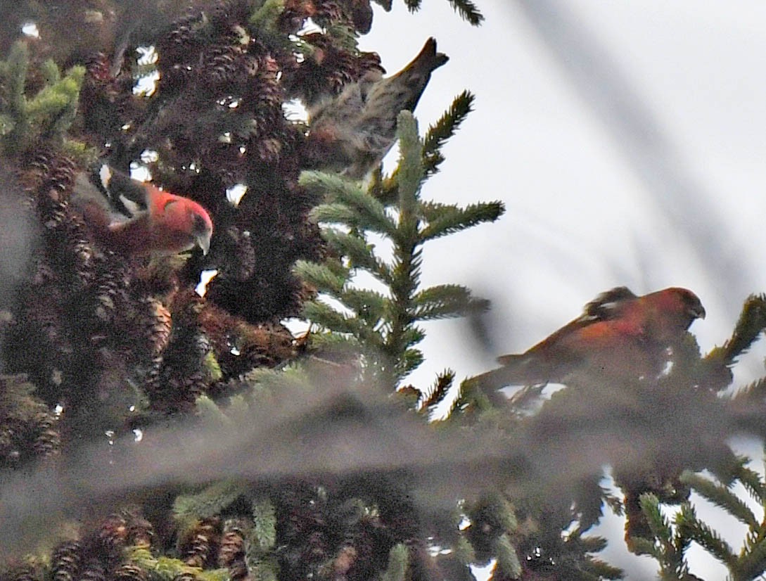 White-winged Crossbill - ML383950671