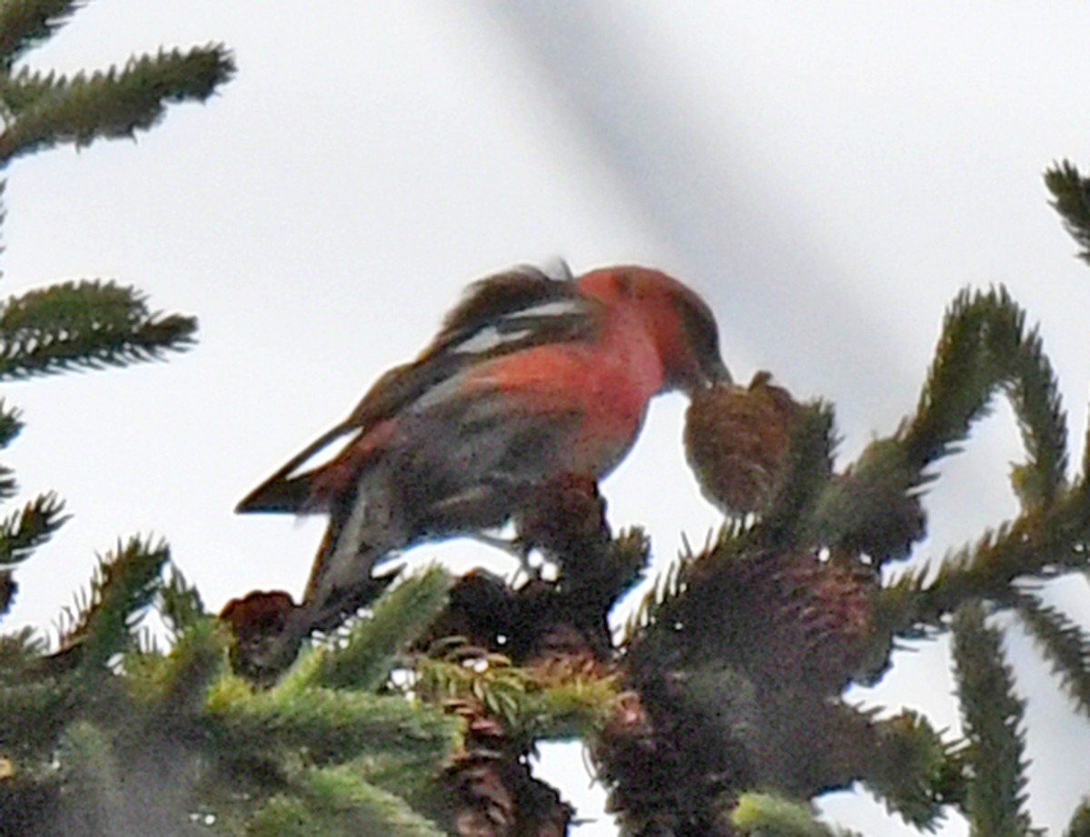 White-winged Crossbill - ML383950701