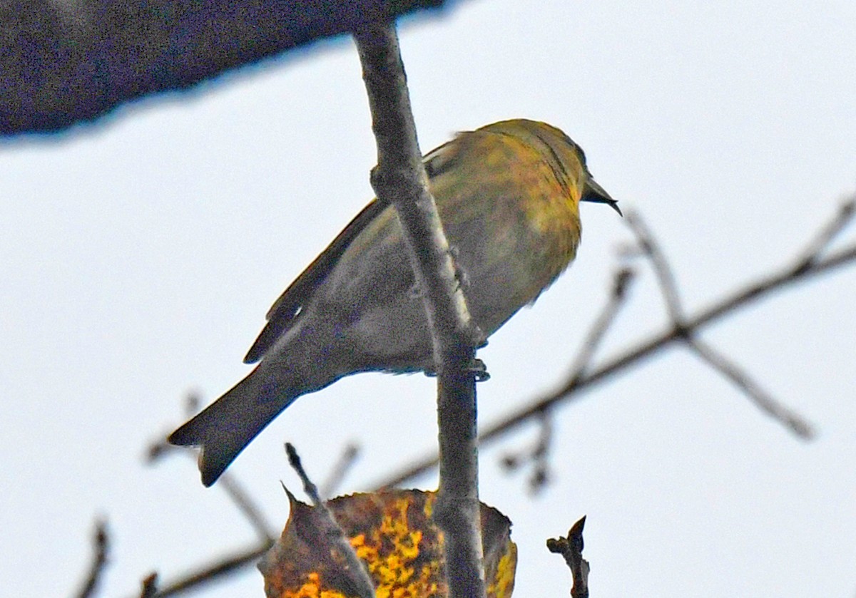 White-winged Crossbill - ML383950711