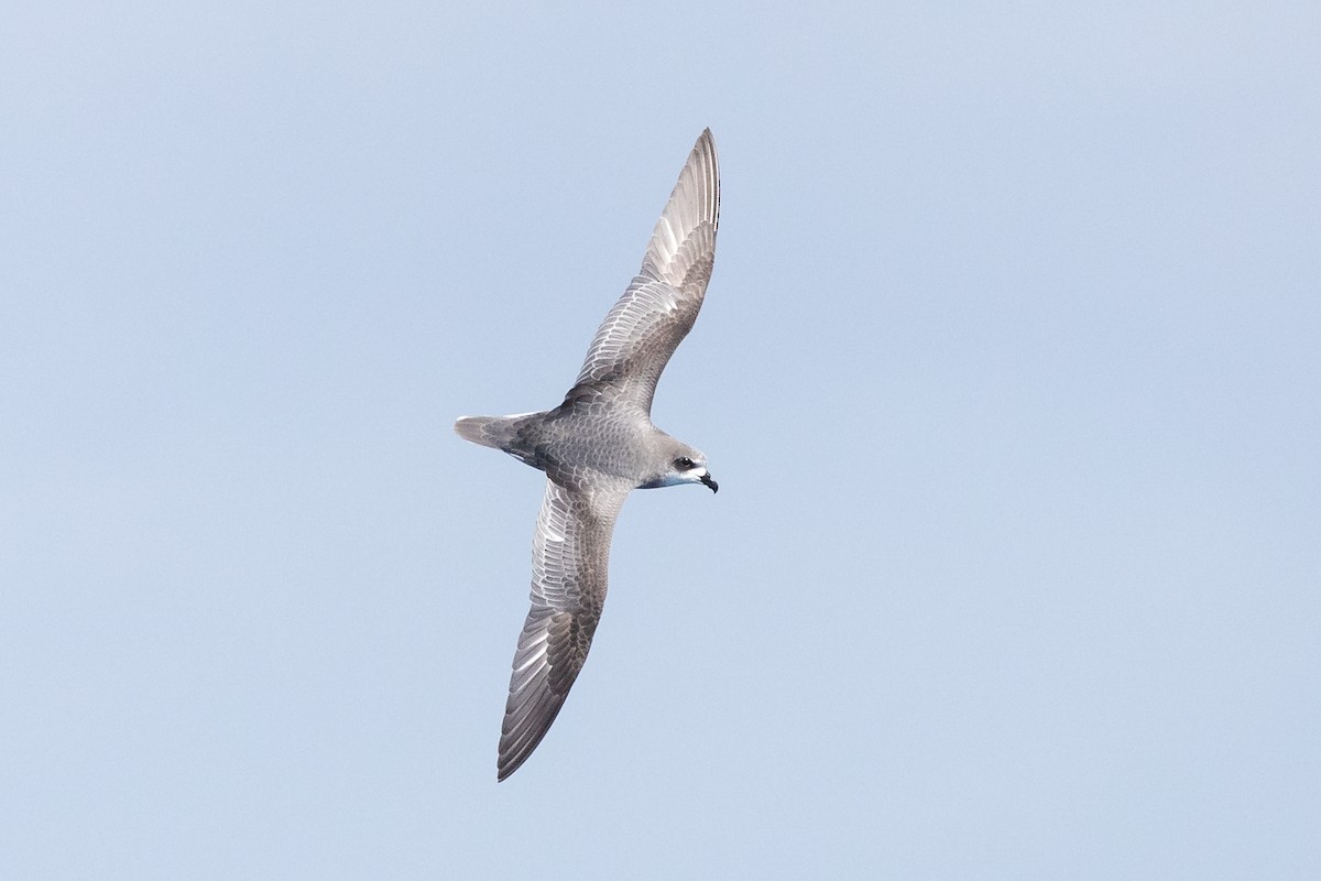 Mottled Petrel - ML383951061