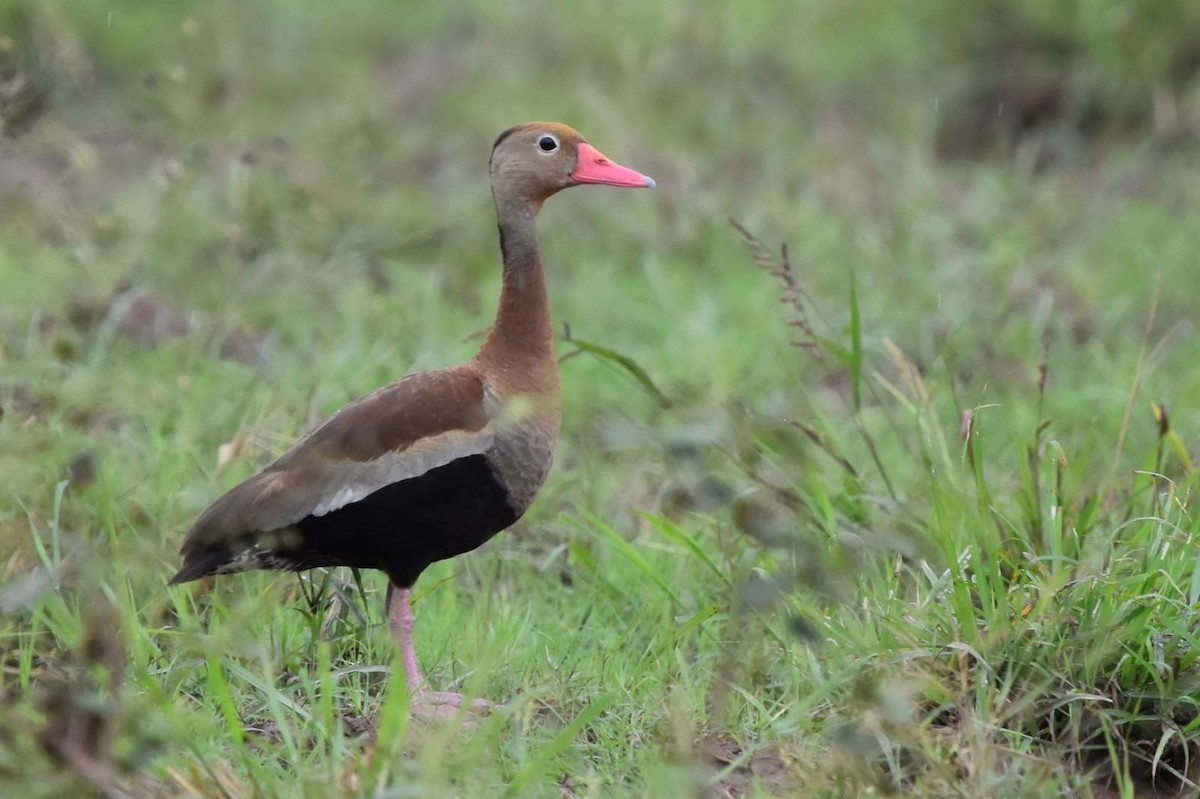 Black-bellied Whistling-Duck - ML383951421