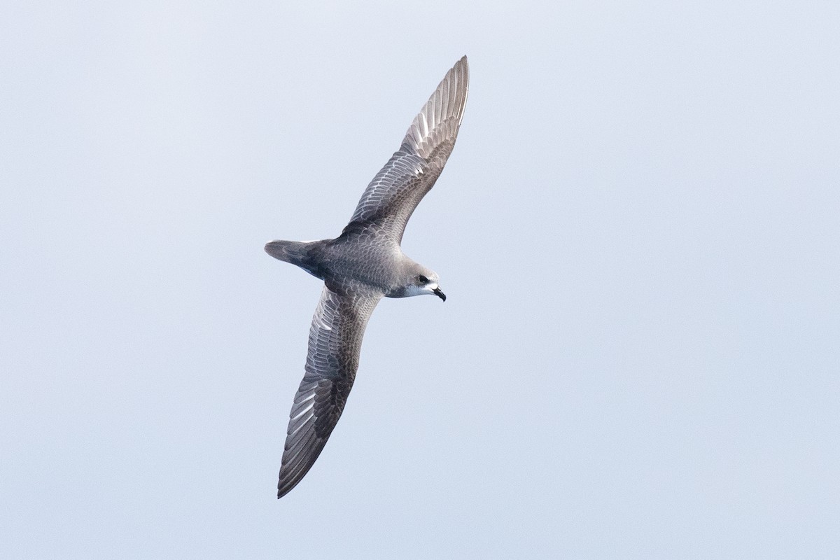 Mottled Petrel - ML383951591