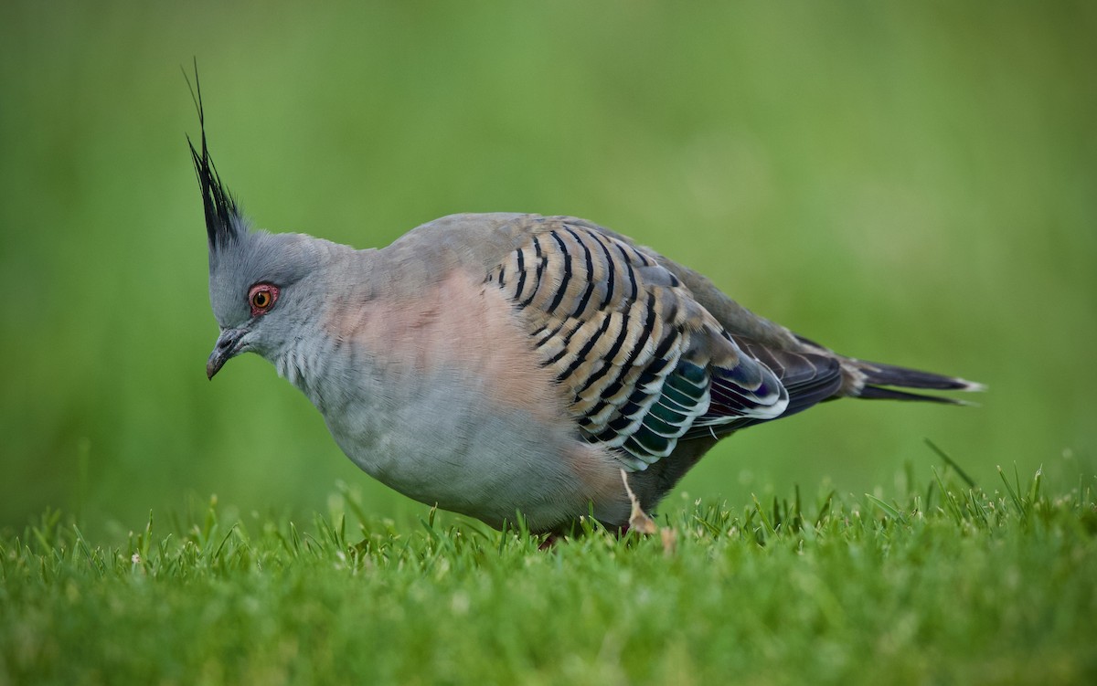 Crested Pigeon - ML383952211