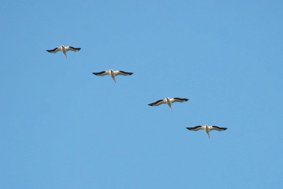 American White Pelican - ML383952231
