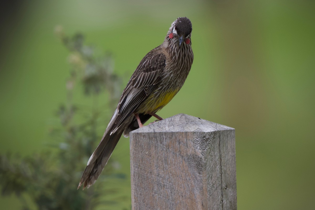 Red Wattlebird - ML383952241