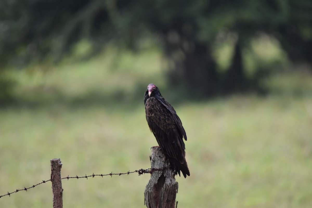 Turkey Vulture - ML383952481